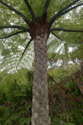 Cyathea medullaris. Crown and trunk of mature plant showing thick black stipe bases, and trunks with hexagonal stipe scars.
 Image: L.R. Perrie © Leon Perrie 2015 CC BY-NC 3.0 NZ